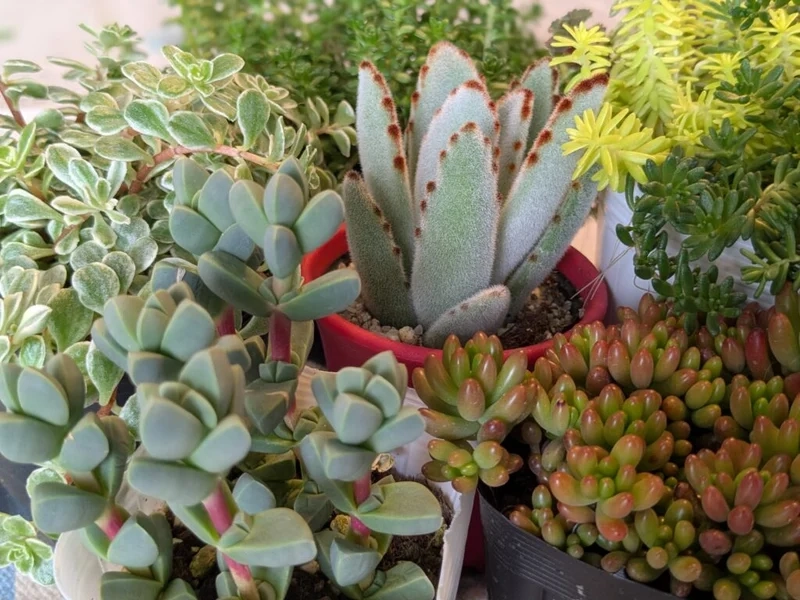 Chia sẻ ngay sen đá đẹp instagram cực thu hút