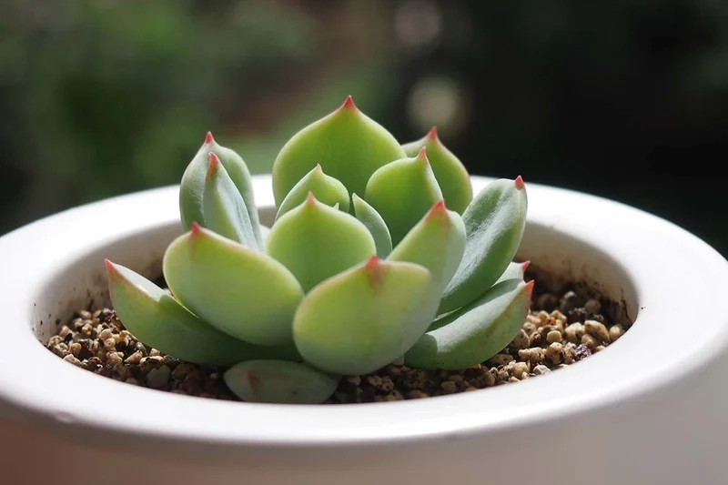 Đăng ngay sen đá đẹp facebook cực chất