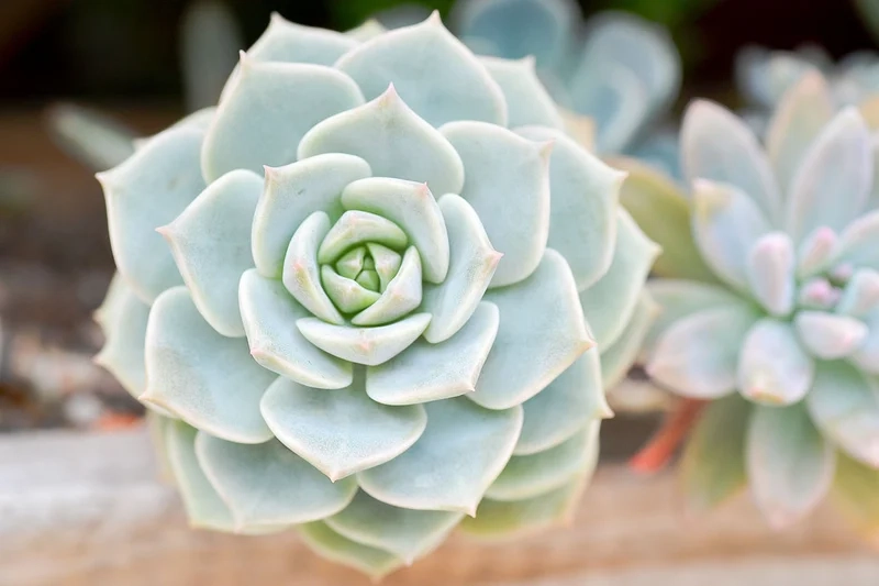 Trải nghiệm thiên nhiên với sen đá đẹp tự nhiên