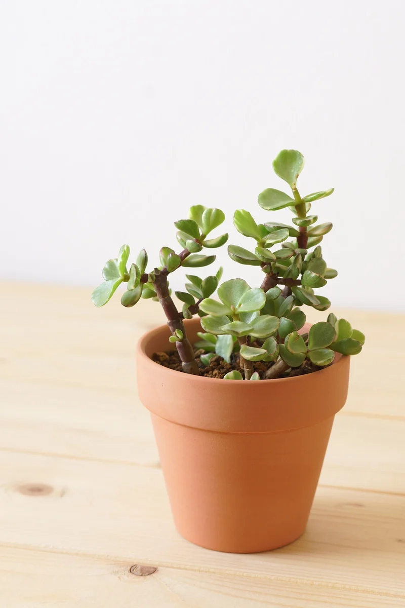 Khám phá sen đá đô la đẹp cho không gian sống