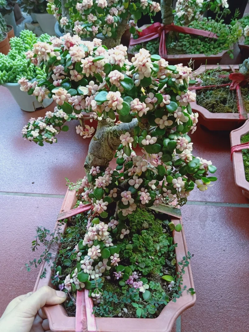 Tặng người thân sen đá đô la làm quà ý nghĩa