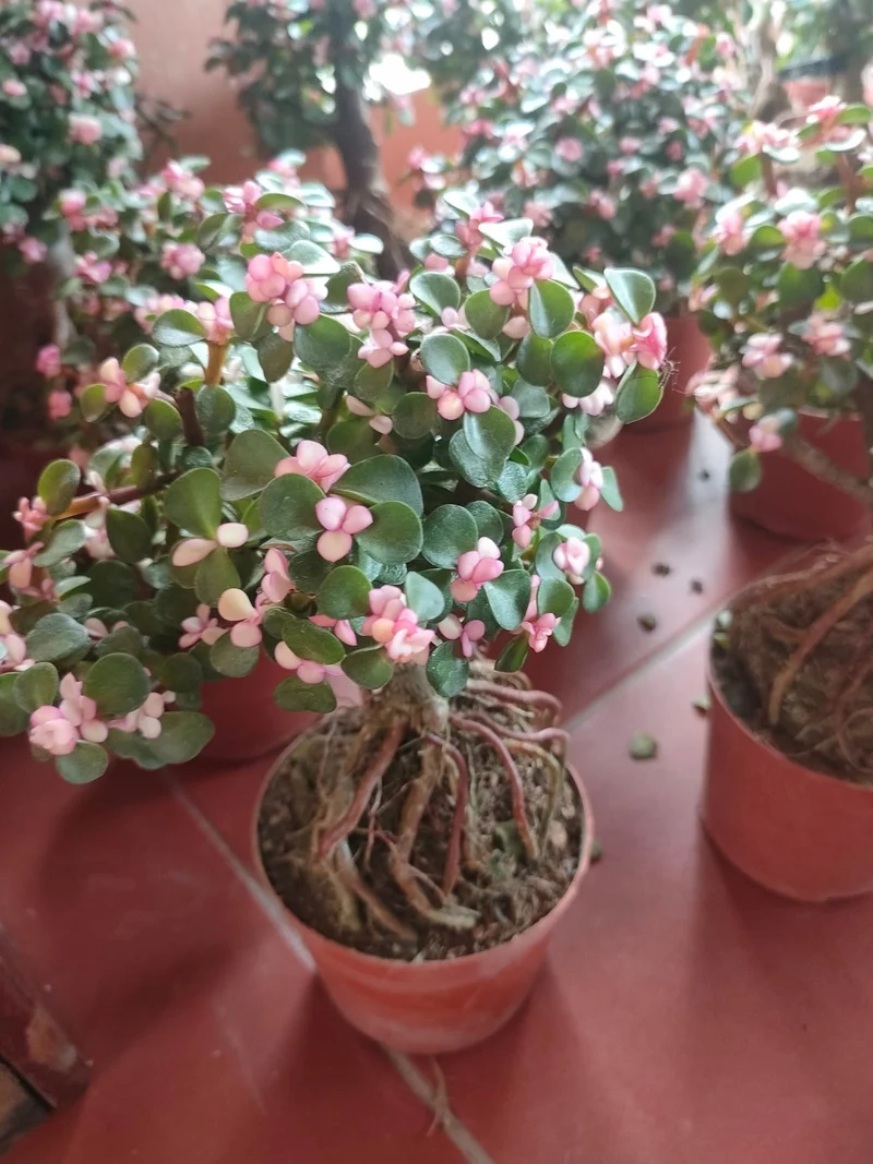 Mang may mắn với sen đá đô la phong thủy trong nhà