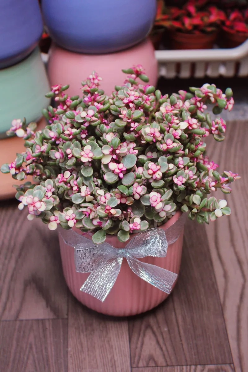 Ngắm sen đá đô la đà lạt cực xinh và tự nhiên