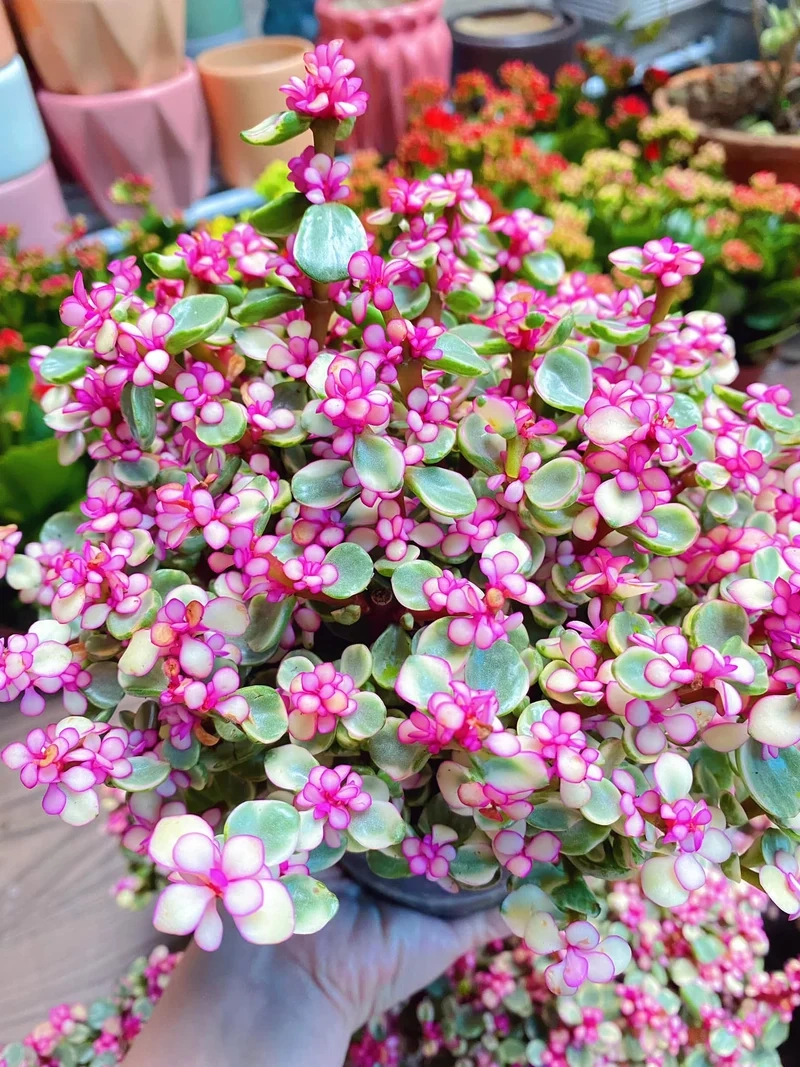 Thu hút tài lộc nhờ sen đá đô la tài lộc