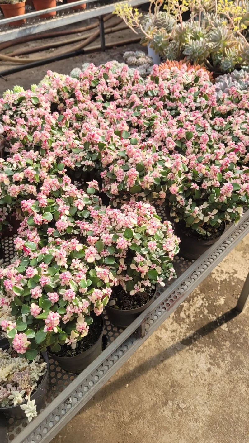 Biến không gian sống với sen đá đô la cảnh độc đáo