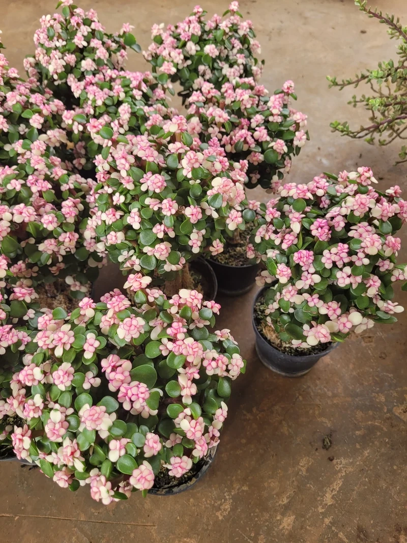 Khám phá ý nghĩa phong thủy của sen đá Đô La ý nghĩa