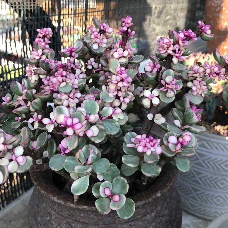 Sưu tầm ngay sen đá đô la sưu tầm hiếm có