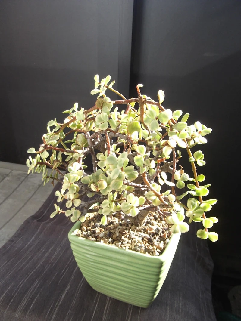 Trồng dễ dàng với sen đá đô la dễ trồng tại nhà