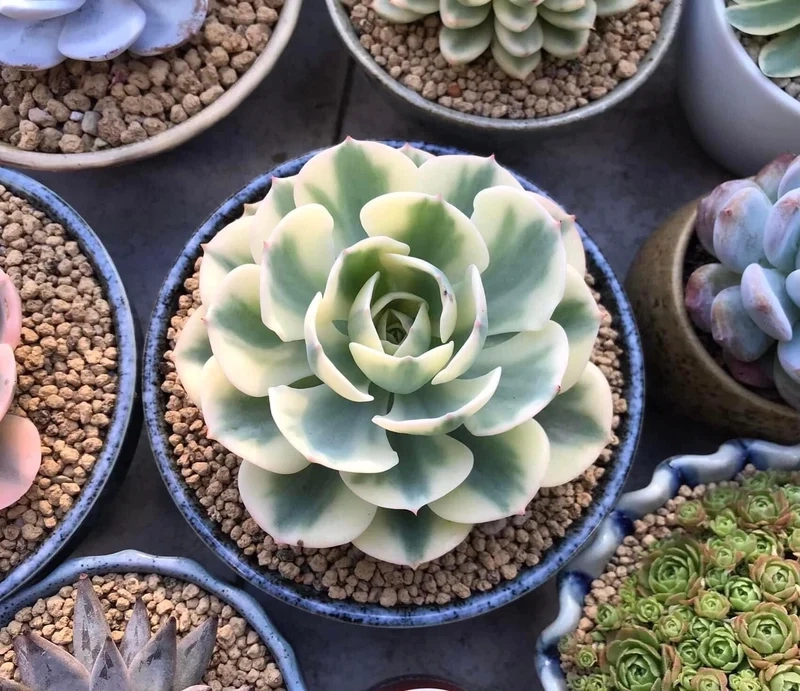 Khám phá sen đá giá rẻ đẹp xinh xắn mọi góc nhìn