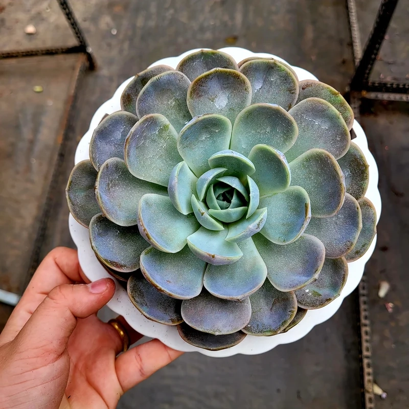 Thưởng thức ảnh sen đá giá rẻ sắc nét tuyệt vời