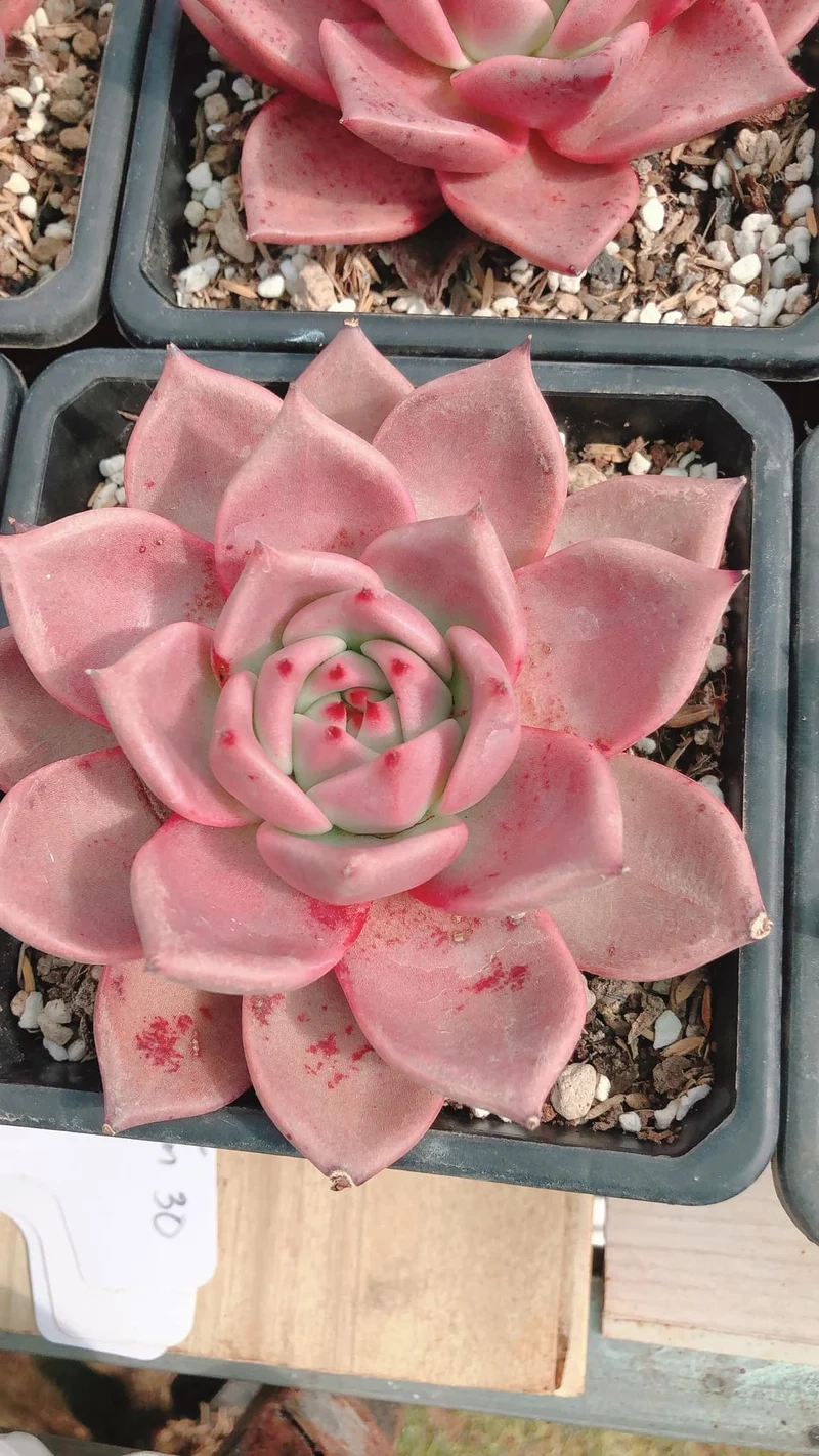 Chăm sóc đơn giản nhờ sen đá giá rẻ dễ chăm