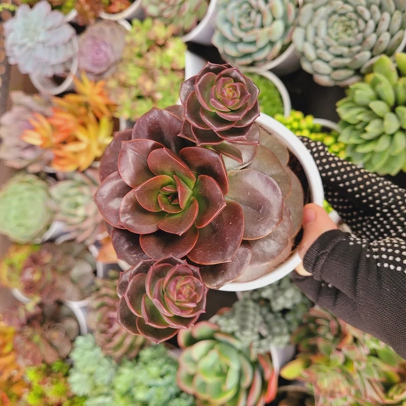 Bày trí đẹp mắt với sen đá giá rẻ trưng bày