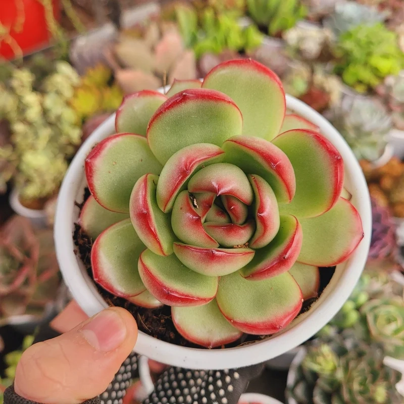 Sống khỏe và bền lâu nhờ sen đá giá rẻ sống khỏe