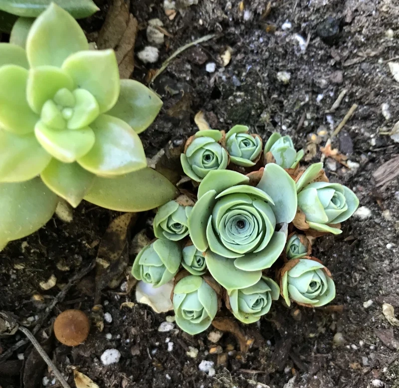 Tặng yêu thương với sen đá hoa hồng làm quà