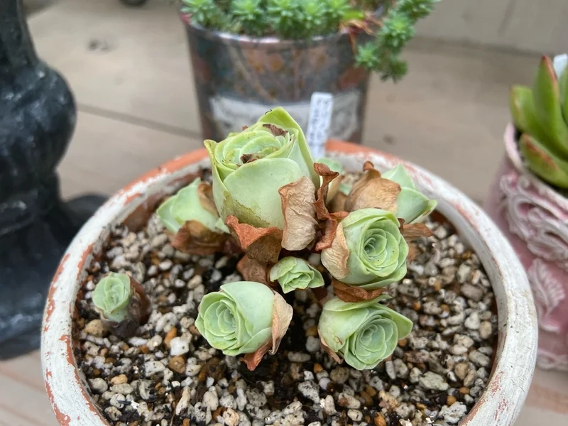 Trang trí xinh xắn nhờ sen đá hoa hồng trang trí