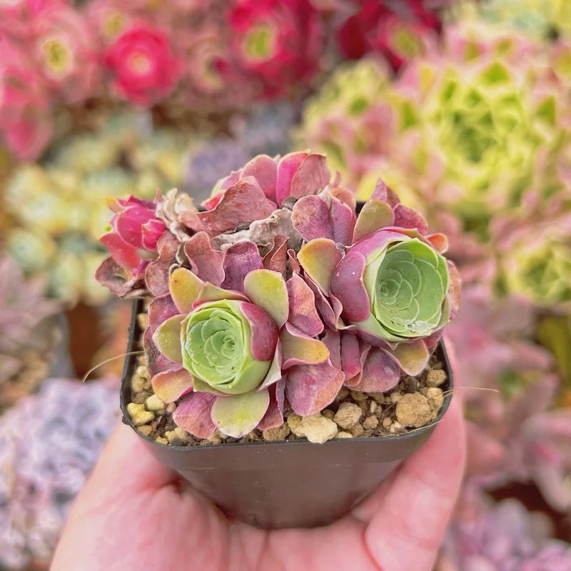 Biến góc nhỏ thành vườn đẹp với sen đá hoa hồng cảnh