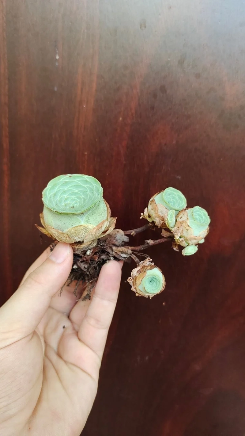 Thưởng thức vẻ tươi xanh của sen đá hoa hồng đà lạt