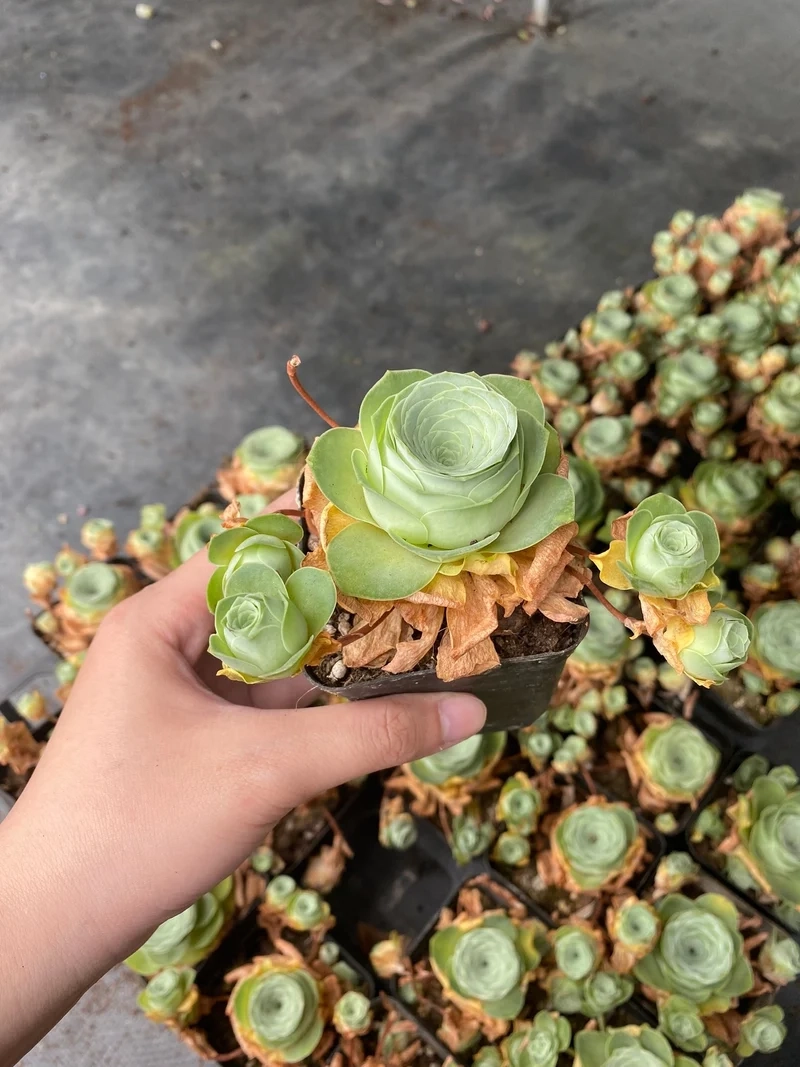 Mang may mắn vào nhà với sen đá hoa hồng phong thủy