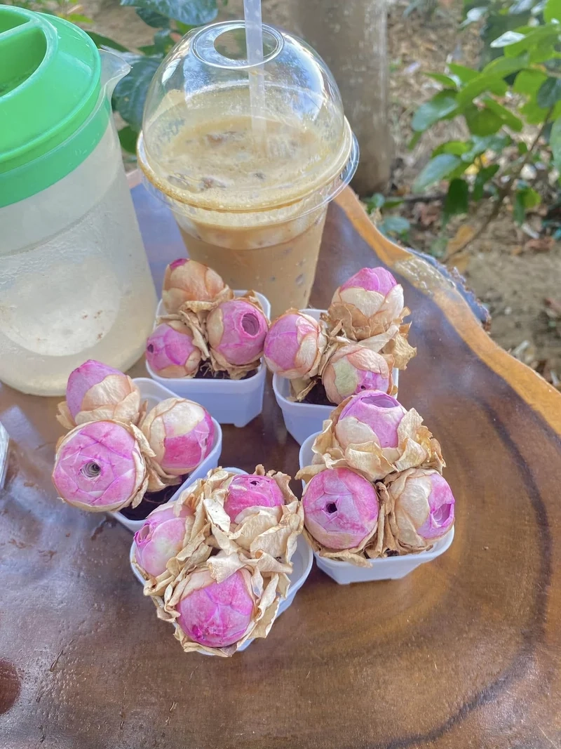 Chụp hình cực chất với sen đá hoa hồng chụp ảnh