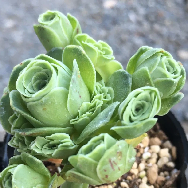 Trồng dễ dàng nhờ sen đá hoa hồng dễ trồng