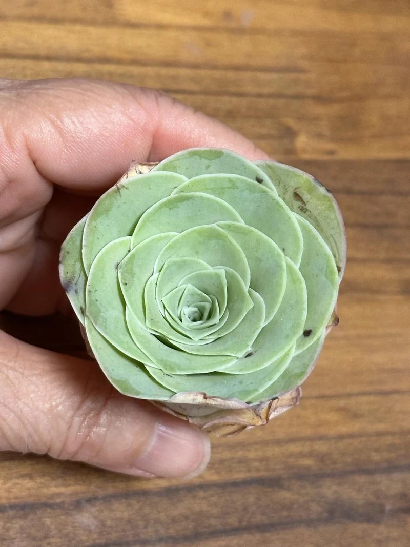 Sở hữu ngay sen đá Hoa Hồng giá rẻ hấp dẫn