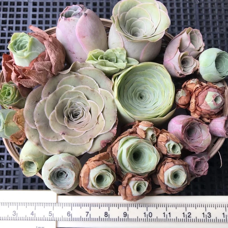 Sen đá Hoa Hồng là gì và vì sao gây sốt