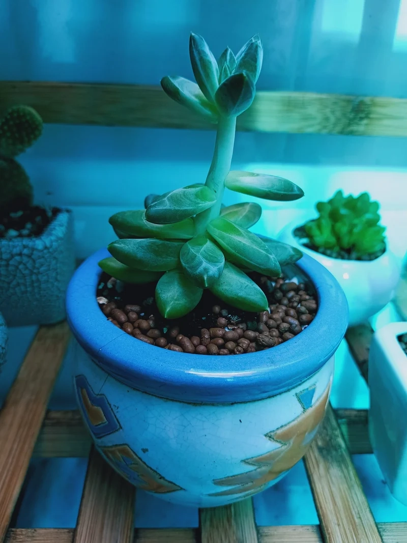 Khám phá sen đá kim cương đẹp rực rỡ mọi góc nhìn