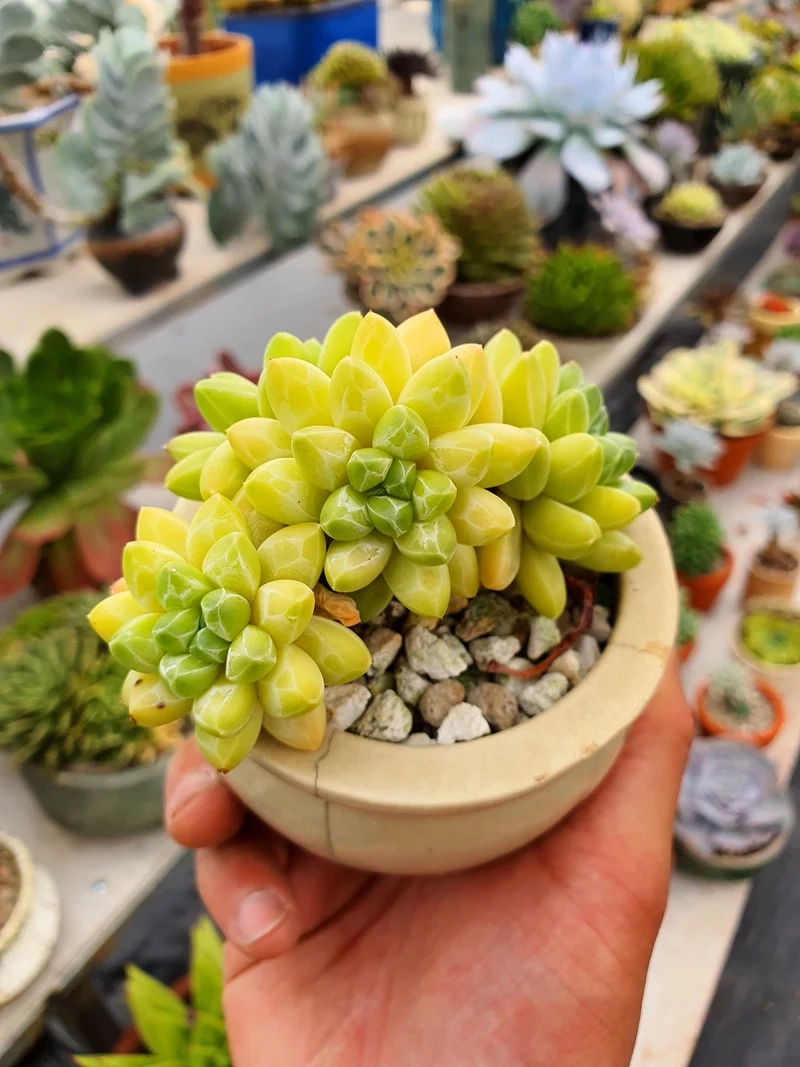 Thưởng thức ảnh sen đá kim cương cực chất