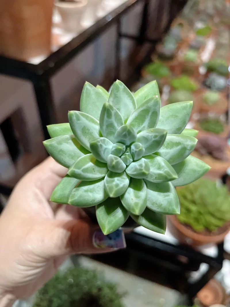 Trang trí không gian với sen đá kim cương cảnh