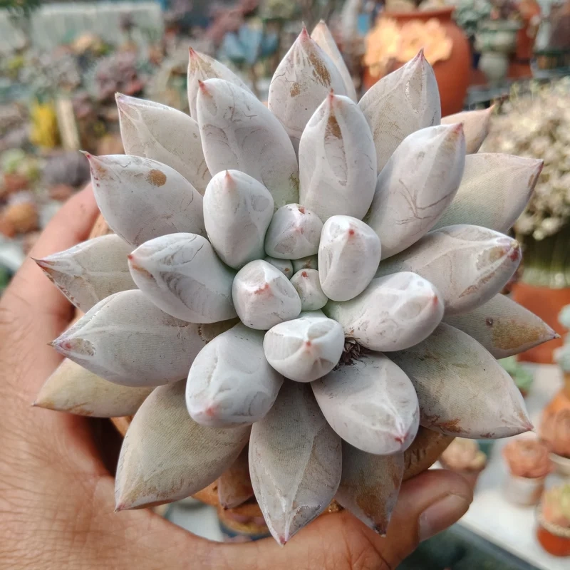 Sưu tầm độc đáo nhờ sen đá kim cương độc lạ