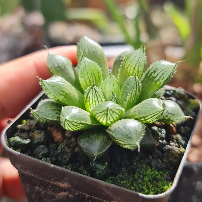 Trong suốt và lấp lánh với sen đá kim cương trong suốt