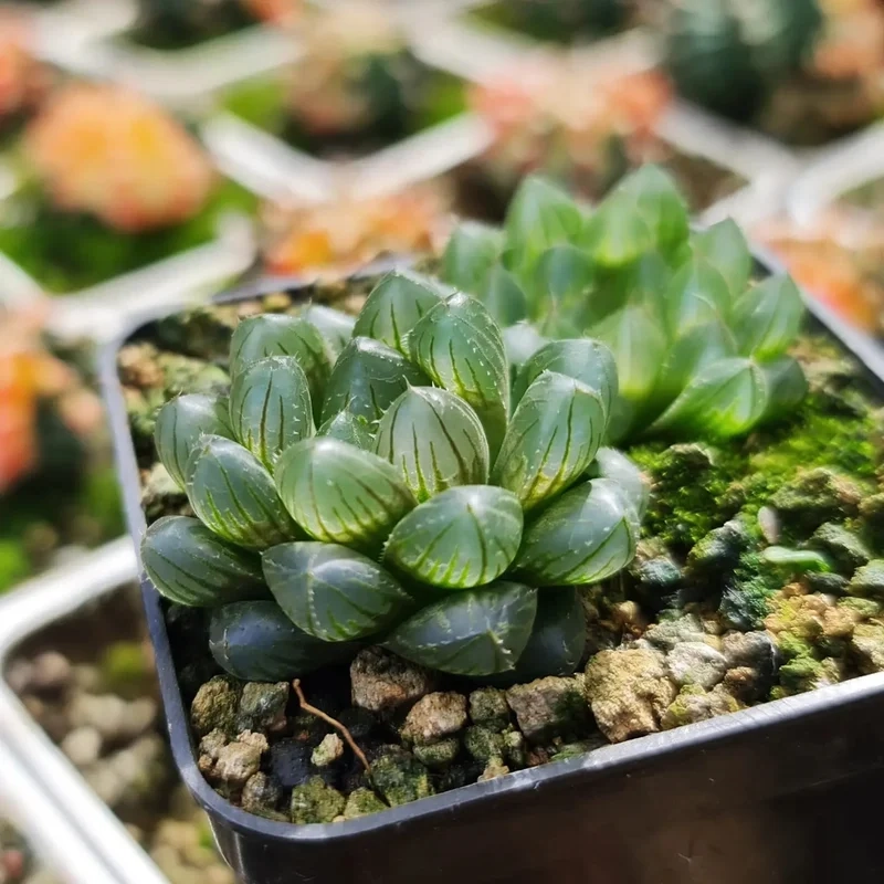 Tặng yêu thương với sen đá kim cương làm quà