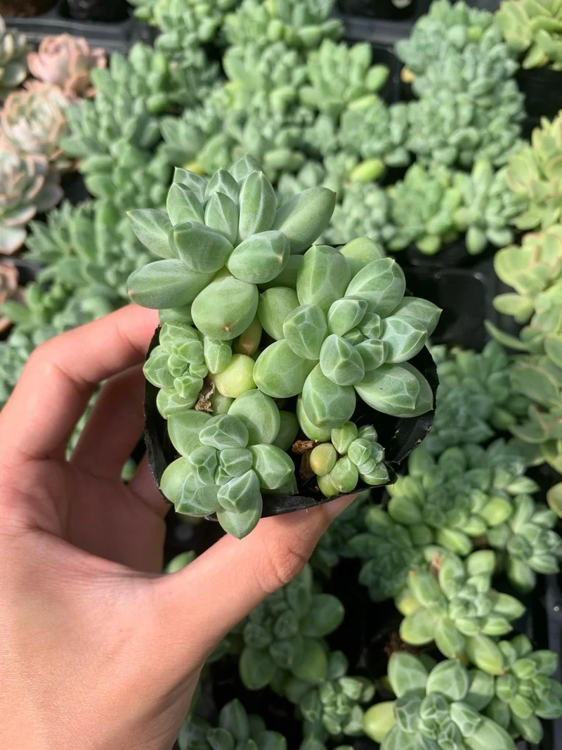 Thưởng thức vẻ tươi xanh của sen đá kim cương đà lạt