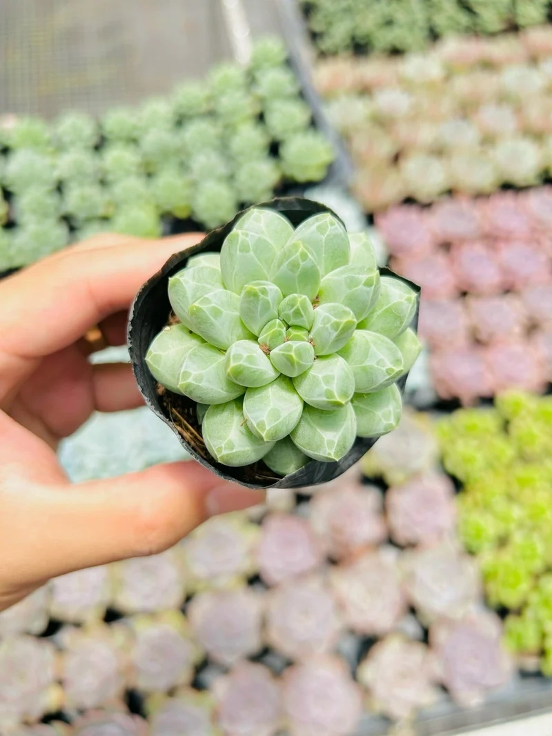 Sen đá kim cương là gì và điều làm nên sức hút