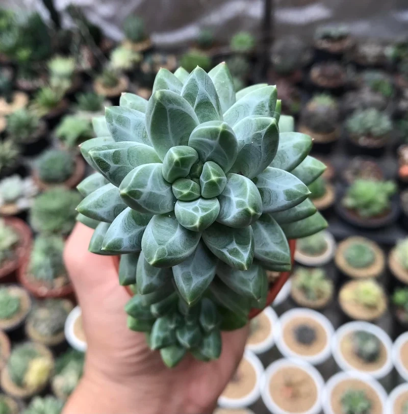 Lưu lại sen đá kim cương pinterest cho bộ sưu tập