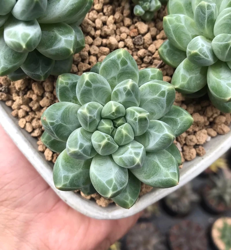 Chia sẻ trên sen đá kim cương instagram độc đáo