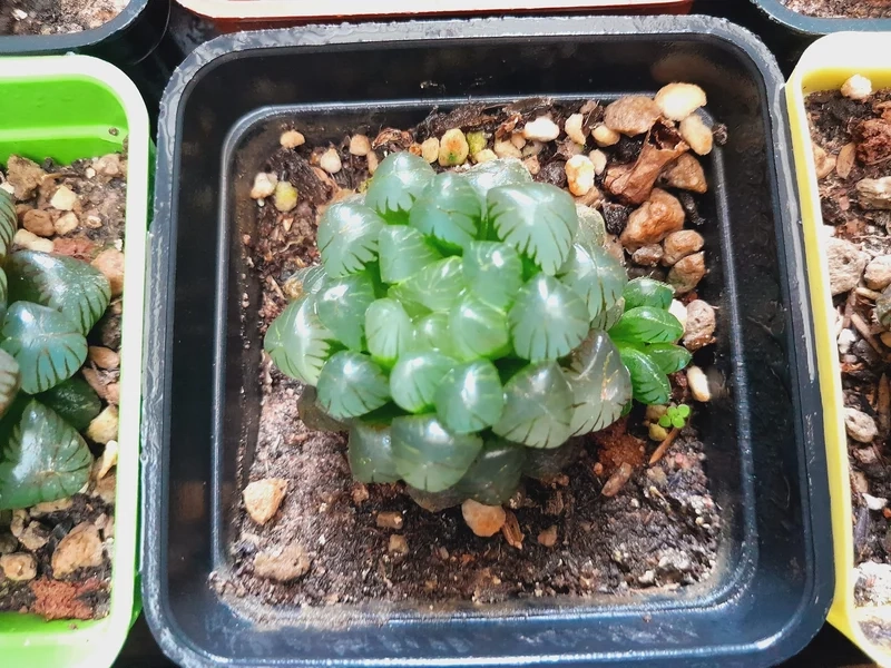 Sưu tầm đặc sắc với sen đá kim cương sưu tầm