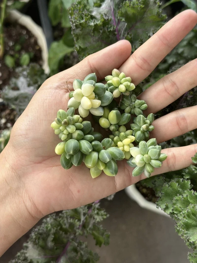 Khám phá vẻ hoàn hảo của sen đá Kim Cương đẹp nhất