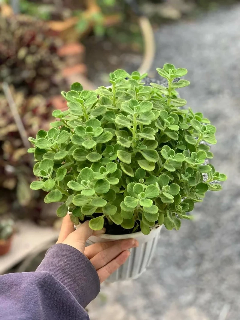 Thưởng thức ảnh sen đá lá thơm sắc nét tuyệt vời