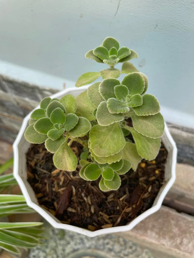 Trồng dễ dàng với sen đá lá thơm dễ trồng