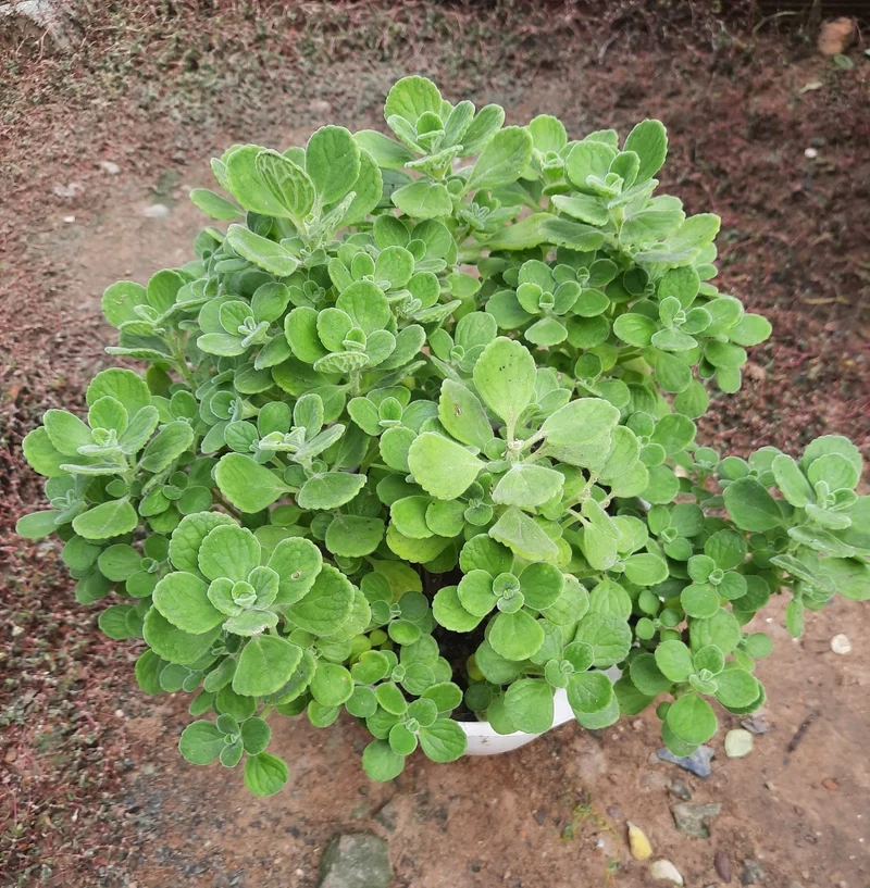 Nghệ thuật tinh tế từ sen đá lá thơm nghệ thuật