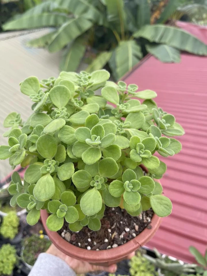 Ngắm chi tiết sen đá lá thơm 4k sống động