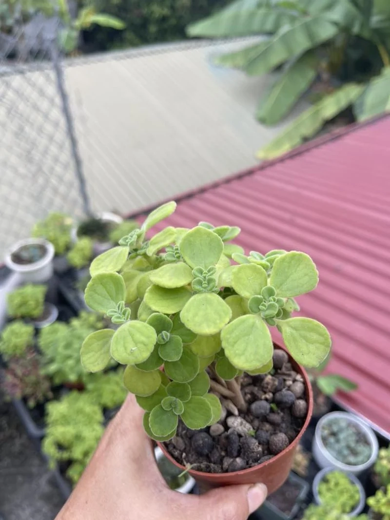 Sưu tầm đặc sắc với sen đá lá thơm sưu tầm