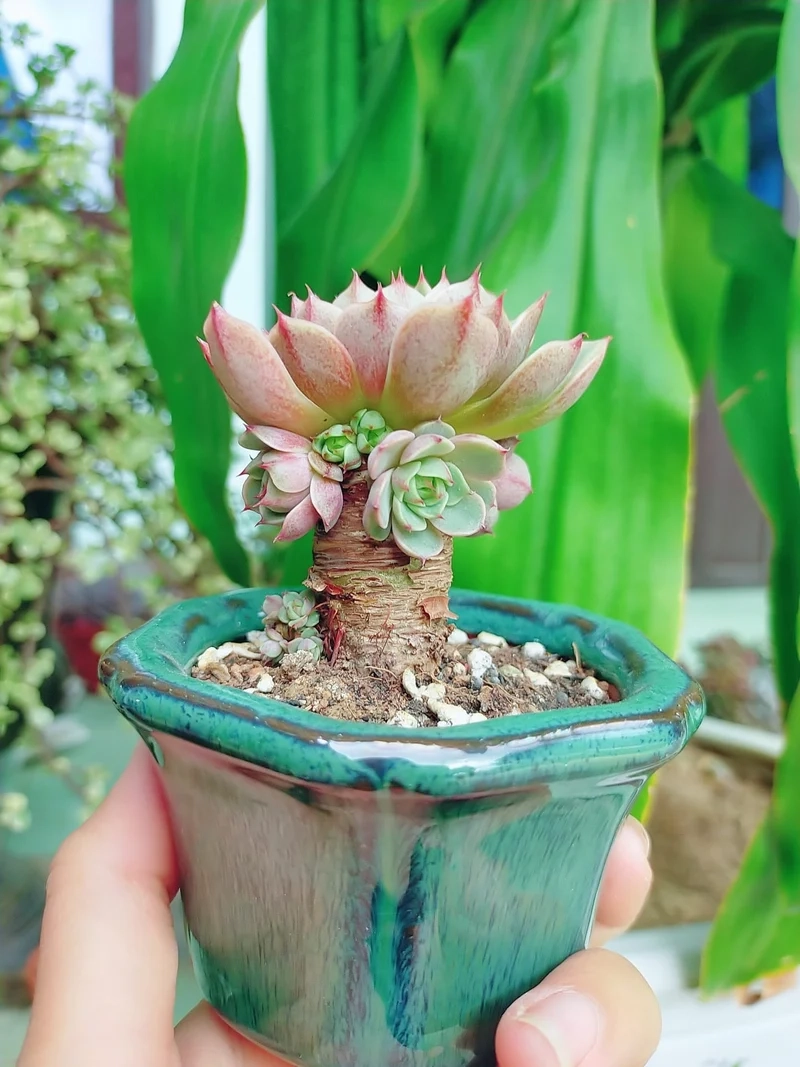 Khám phá sen đá mini đẹp cho góc sống xanh