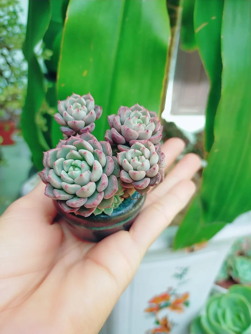 Sưu tầm ngay ảnh sen đá mini cực xinh