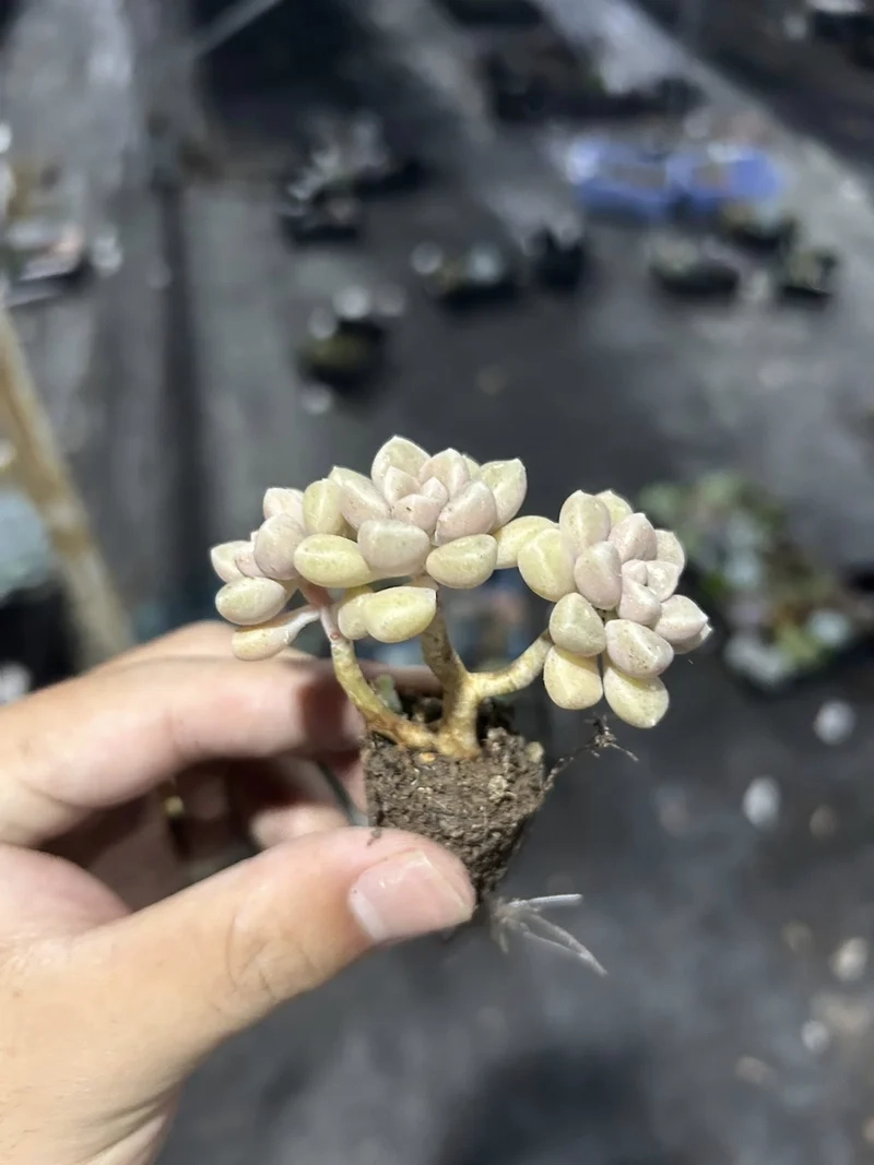 Trồng dễ dàng với sen đá mini dễ trồng tại nhà