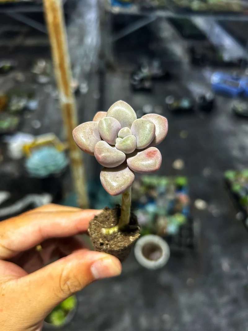 Ngắm chi tiết sống động với sen đá mini 4k