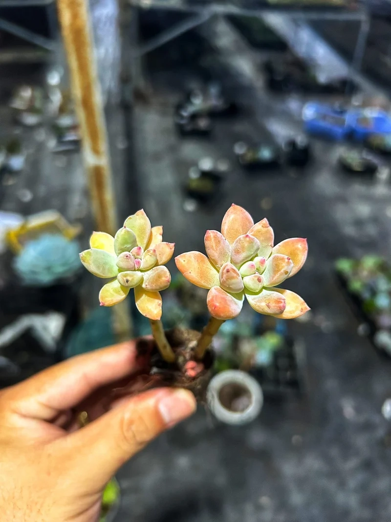 Mang may mắn vào nhà nhờ sen đá mini phong thủy