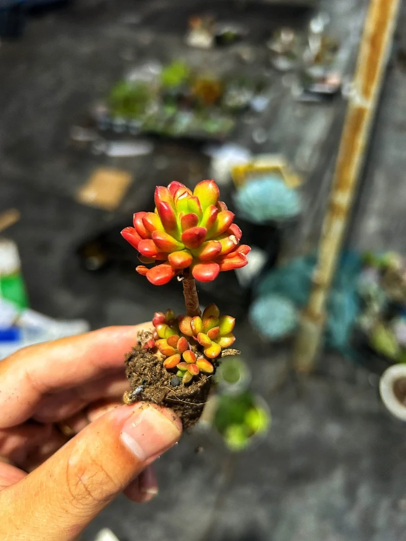 Thêm sắc màu cho góc xanh với sen đá mini nhiều màu