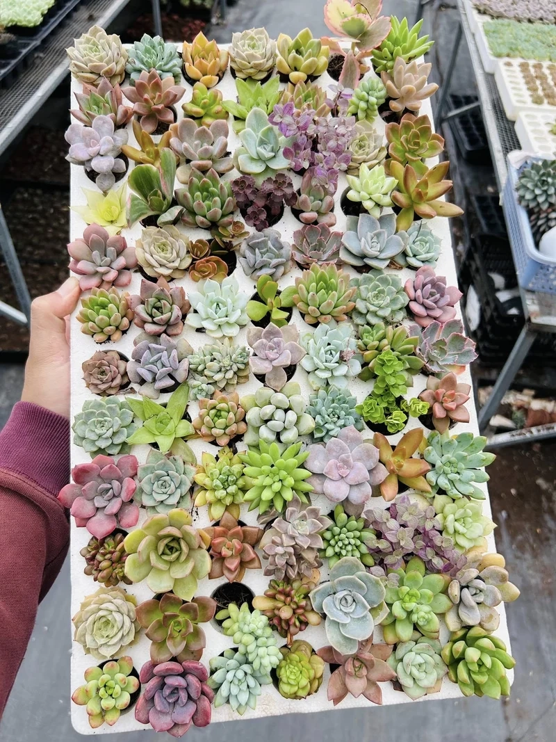 Khám phá sen đá mini độc lạ cực ấn tượng